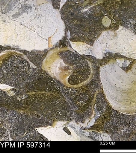 undet. Gastropoda