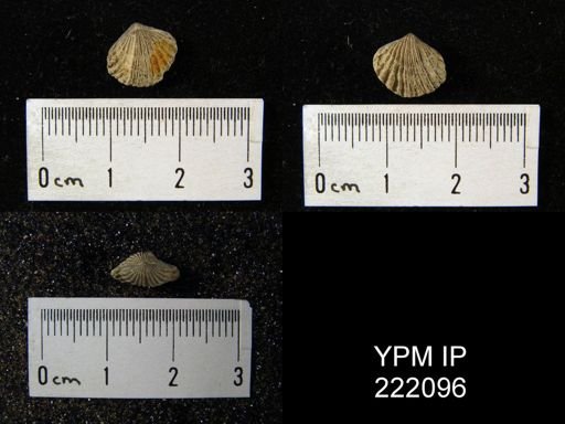 Trematospira camura