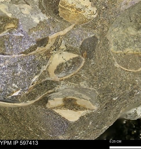 Limopsis striatopunctatus