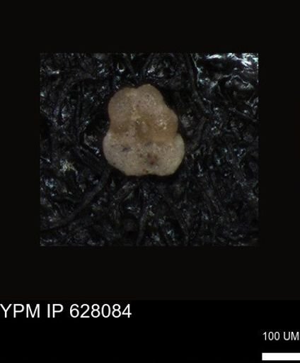 undet. Foraminiferida