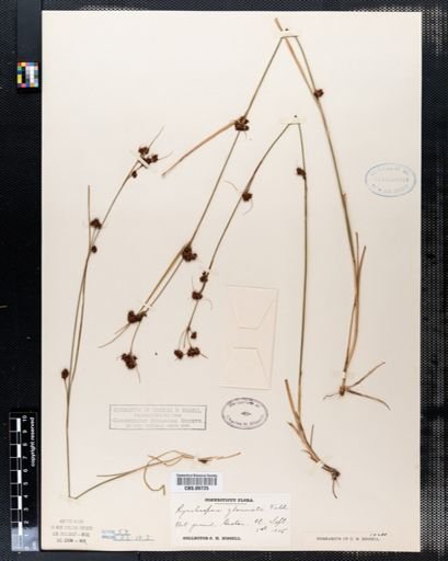 Rhynchospora glomerata