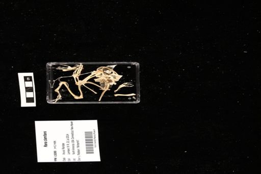 Rana clamitans