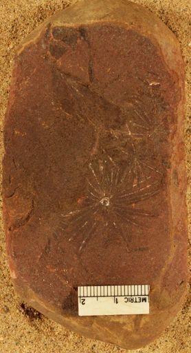 Annularia