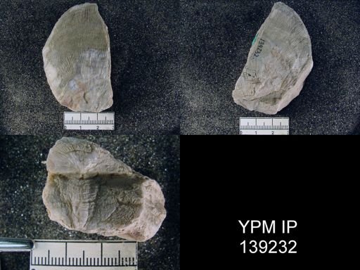 Derbya grandis