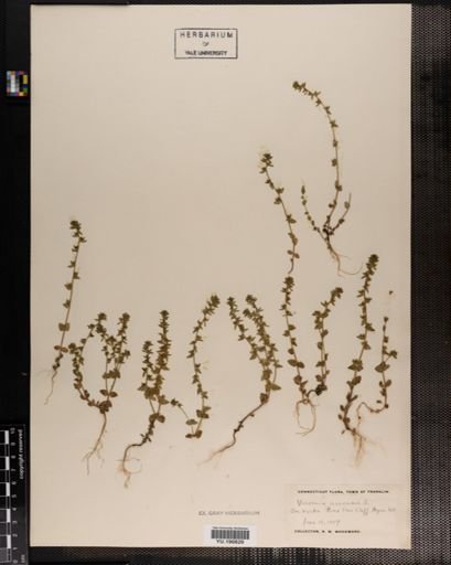 Plantae