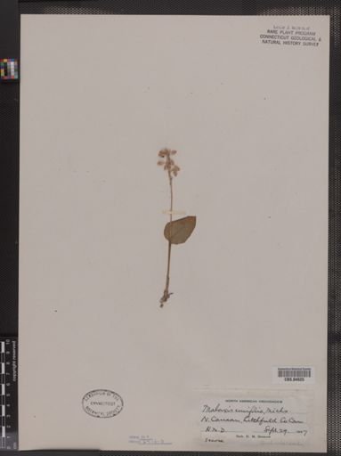 Malaxis unifolia