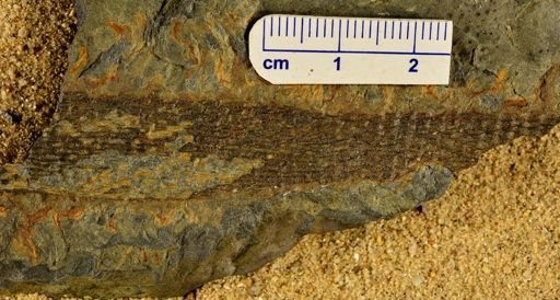 Colpodexylon deatsii