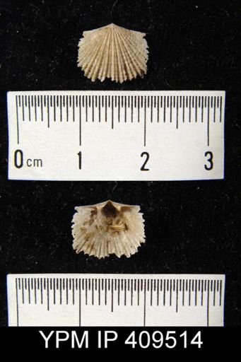 Glyptorthis sp.