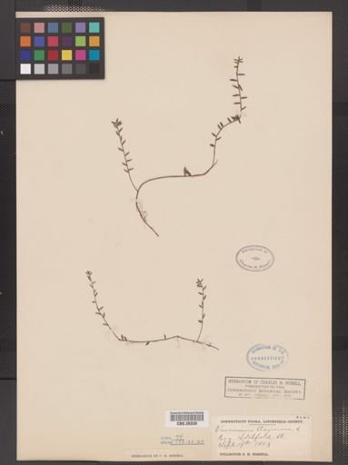 Vaccinium oxycoccos