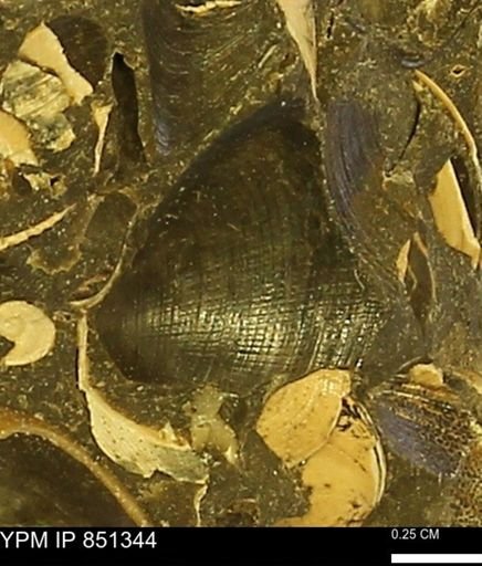 Limopsis striatopunctatus