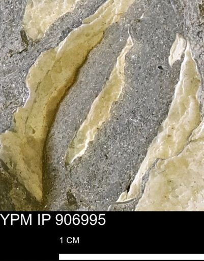 Pseudoptera sp.