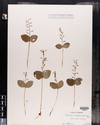 Listera convallarioides
