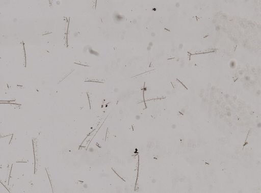 Eurypon graphidiophora