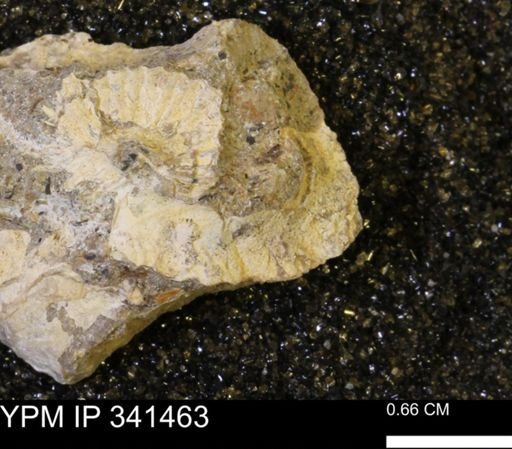 Scaphites sp.