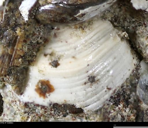Corbulamella gregaria