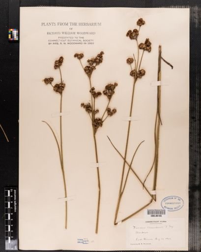 Plantae