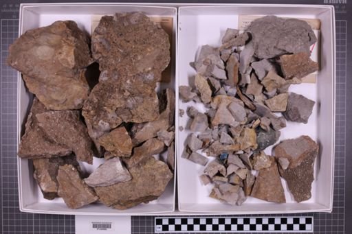 mixed taxa, stratigraphic collection