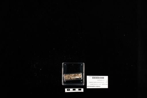Cordylus tropidosternum