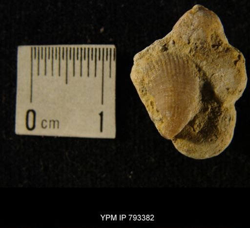 Streptelasma