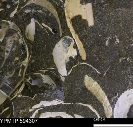 Protocardia sp.