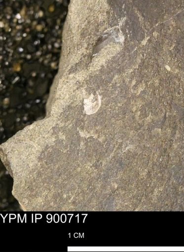 undet. Mollusca