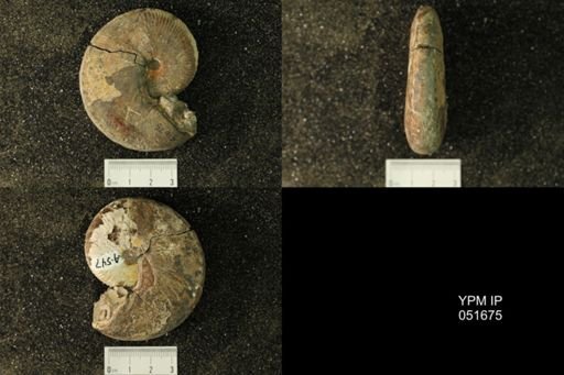 Hoploscaphites nicolletii