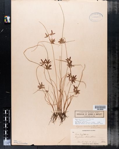Cyperus diandrus