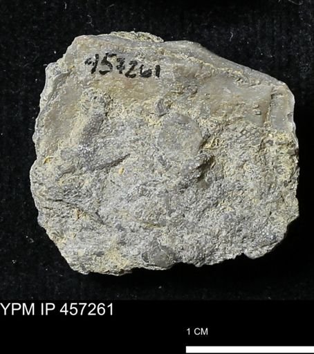 Pholidostrophia iowaensis