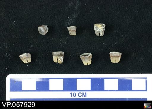 Myledaphus bipartitus