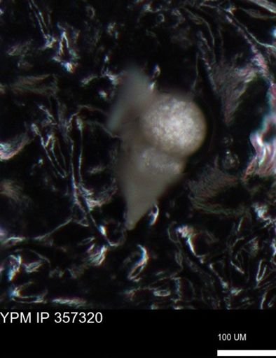 undet. Foraminiferida