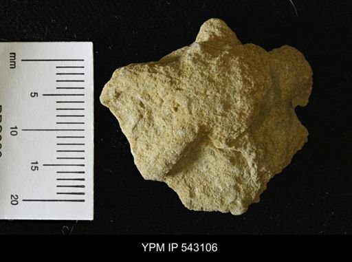 Asteriacites sp.