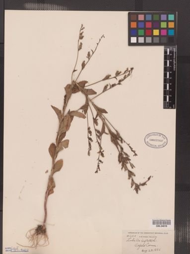 Lobelia inflata