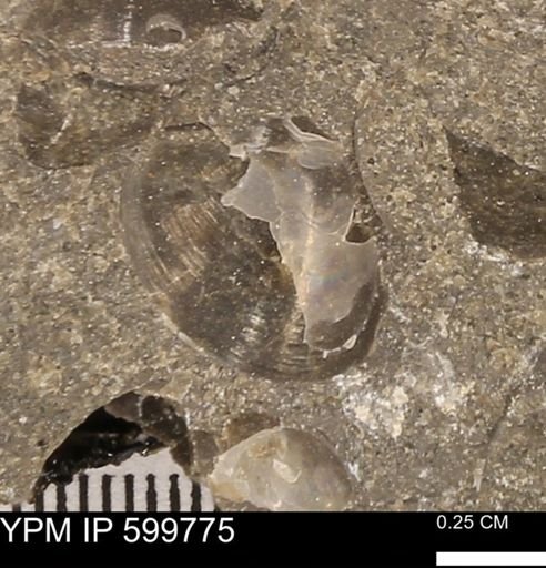 Protocardia subquadrata