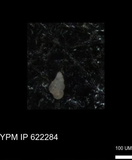 undet. Heterohelicidae