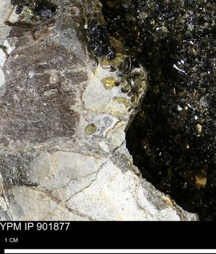 undet. Mollusca