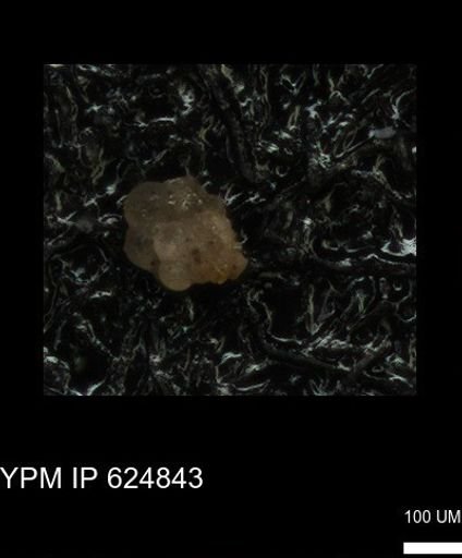 undet. Foraminiferida