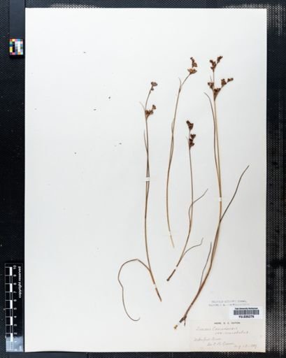 Juncus canadensis