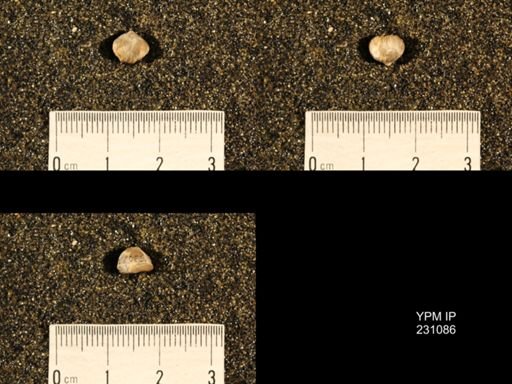 Wellerella tetrahedra