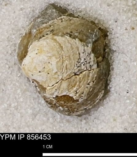 Limopsis striatopunctatus