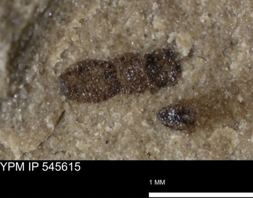 undet. Insecta