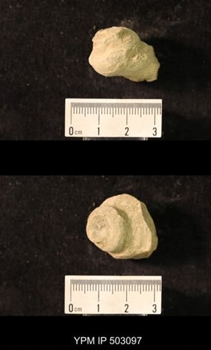 Worthenia tabulata
