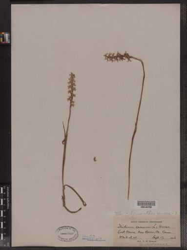 Spiranthes cernua