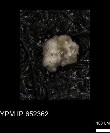 undet. Foraminiferida