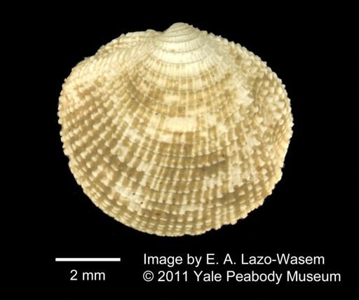 Lucina nassula