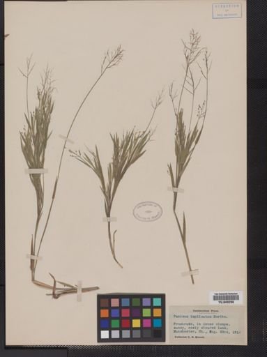 Panicum implicatum