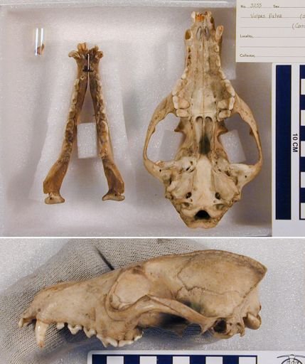 Vulpes vulpes