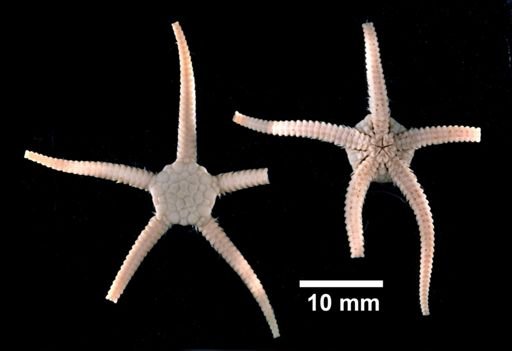 Ophiozona marmorea