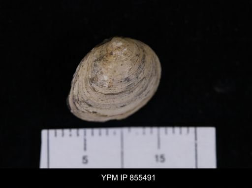 Limopsis striatopunctatus
