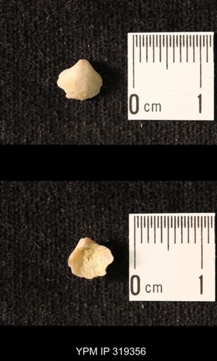 Ambocoelia planoconvexa
