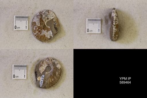 undet. Scaphitidae